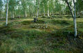 Thumbnail for version as of 08:29, 11 September 2014