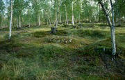 04vanhakotapaikka.jpg