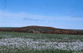 Thumbnail for version as of 08:28, 11 September 2014