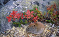 Thumbnail for version as of 08:26, 11 September 2014