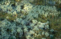 Thumbnail for version as of 08:29, 11 September 2014