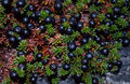 Thumbnail for version as of 08:29, 11 September 2014