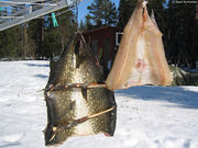 Fiske04.jpg