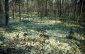 Thumbnail for version as of 08:27, 11 September 2014