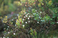 Thumbnail for version as of 08:29, 11 September 2014