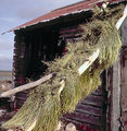 Thumbnail for version as of 08:27, 11 September 2014