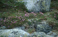 Thumbnail for version as of 08:28, 11 September 2014
