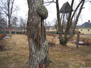 Barktakt06.jpg